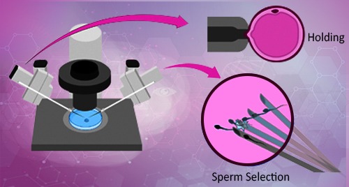 Sperm selection