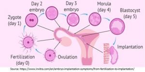 Blastocyst Culture and Transfer in Ahmedabad | Nisha IVF Centre