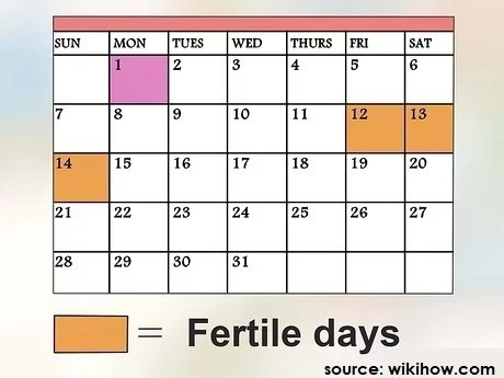 Fertile Periods
