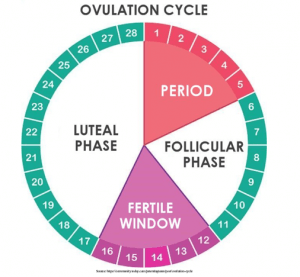 What does your menstrual cycle say about your fertility? | Nisha IVF Centre