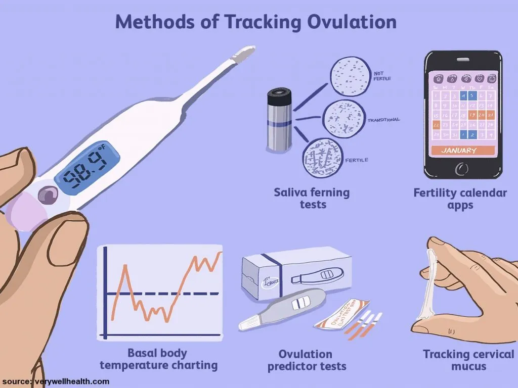 ovulation-Image-1024x768