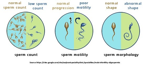 Sperm motility