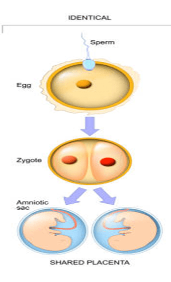 Twin Embryo Illustration