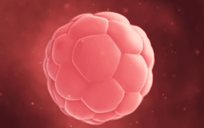 Chances of pregnancy after blastocyst transfer