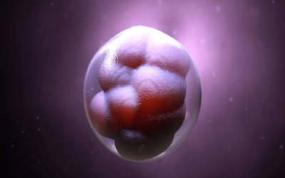 Hatched Blastocyst Day 5: A Promising Stage in IVF Journey