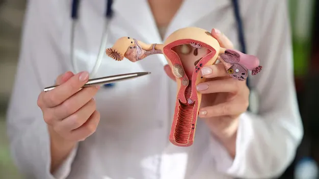 uterus