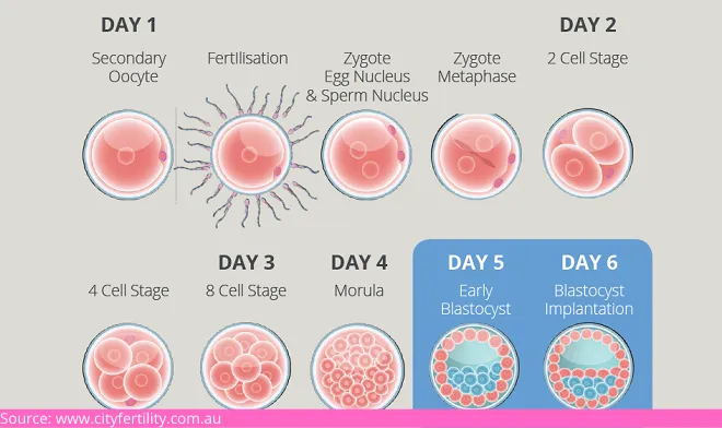 Embryo Culture