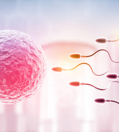 Illustration of a pink egg cell facing multiple swimming sperm cells, representing fertilization.